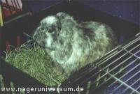 Kaninchen Pelzi