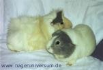 Zwei Meerschweinchen